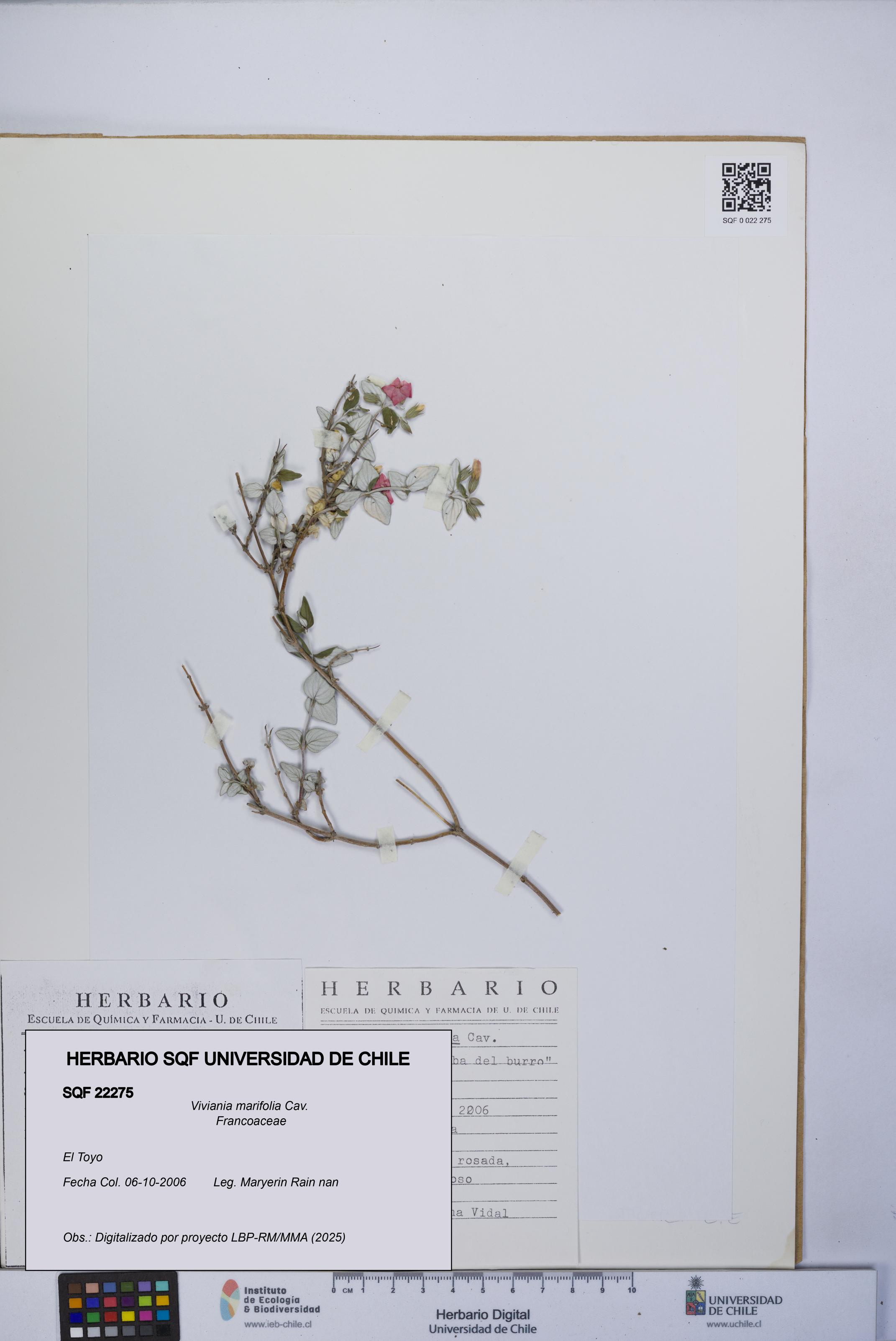 Viviania marifolia [Espécimen: UCH:SQF:0022275]