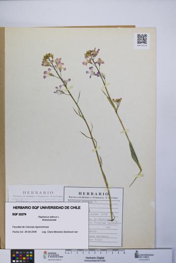 Raphanus sativus [Espécimen: UCH:SQF:0022279]