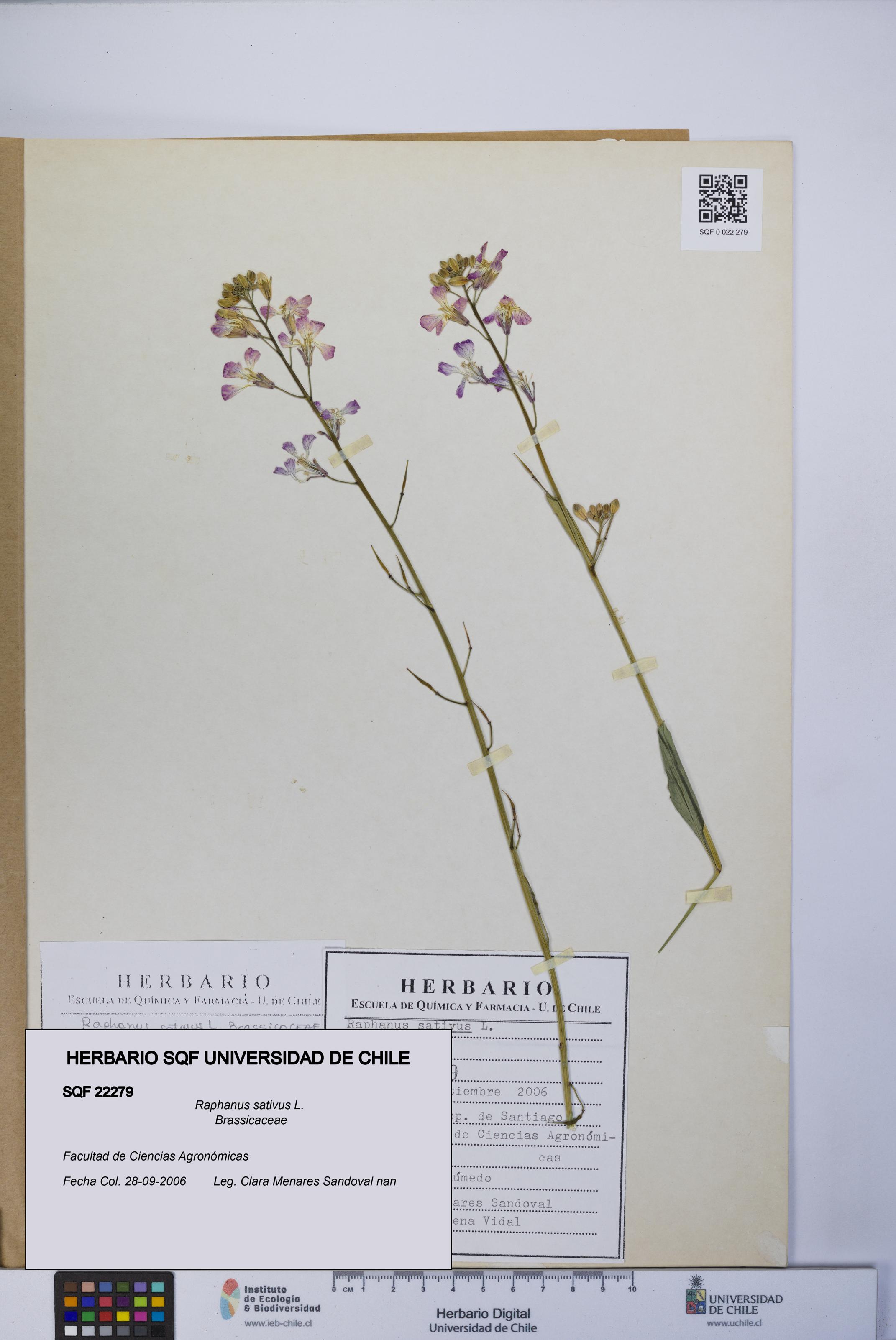 Raphanus sativus [Espécimen: UCH:SQF:0022279]
