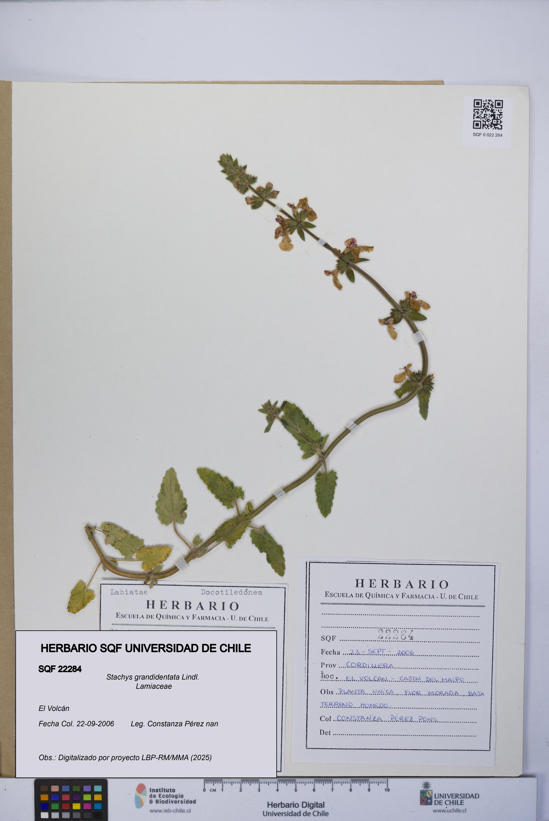 Stachys grandidentata [Espécimen: UCH:SQF:0022284]