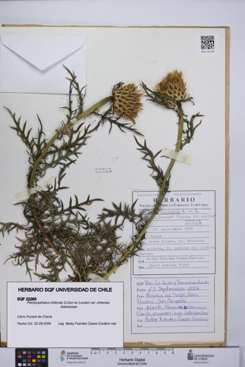 Plectocephalus chilensis var. chilensis [Espécimen: UCH:SQF:0022285]
