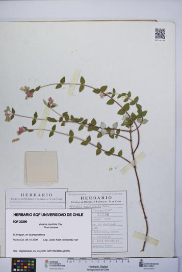 Viviania marifolia [Espécimen: UCH:SQF:0022290]