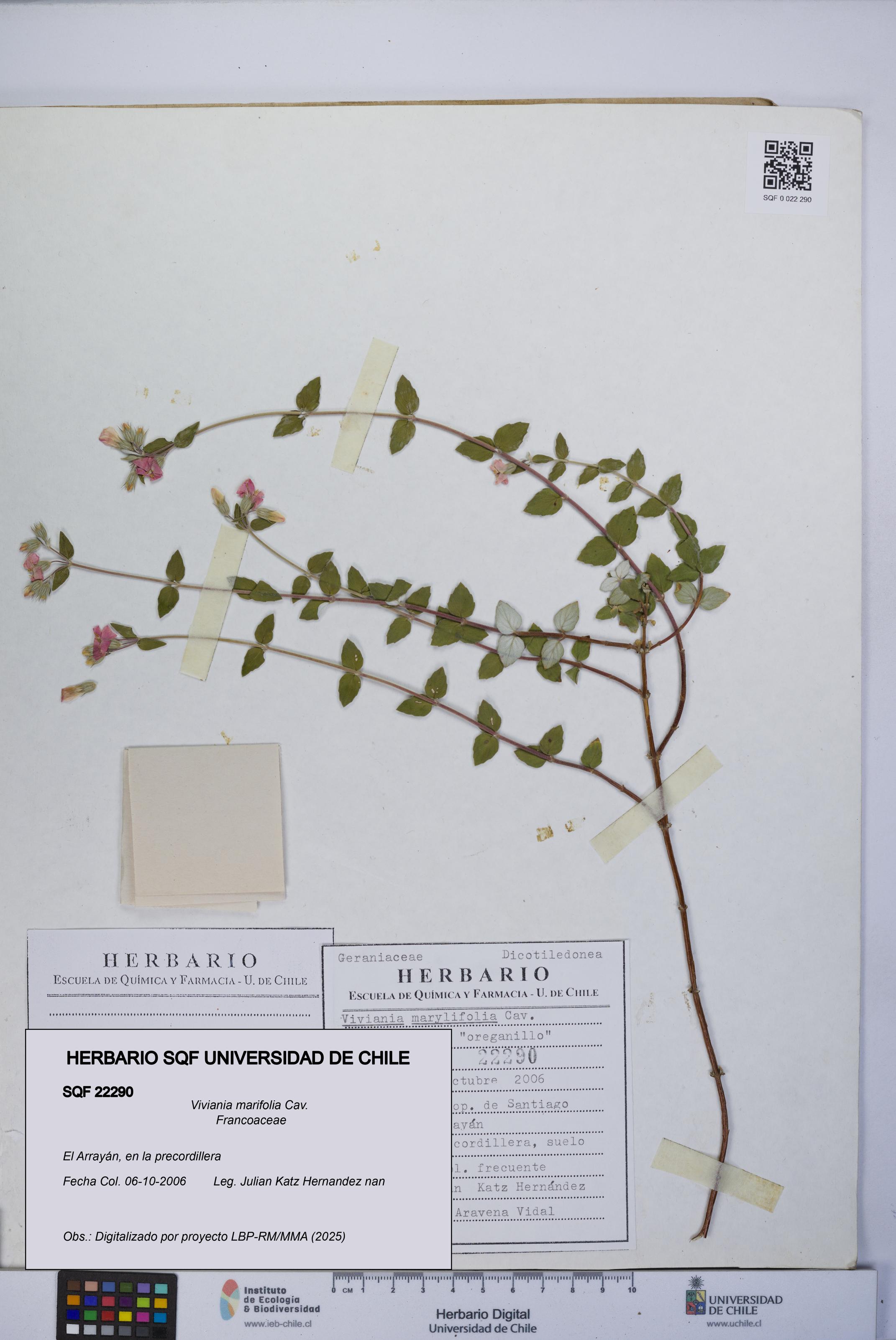 Viviania marifolia [Espécimen: UCH:SQF:0022290]