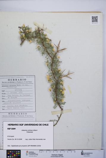 Adesmia confusa [Espécimen: UCH:SQF:0022291]