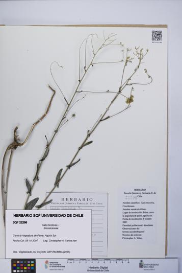 Isatis tinctoria [Espécimen: UCH:SQF:0022298]