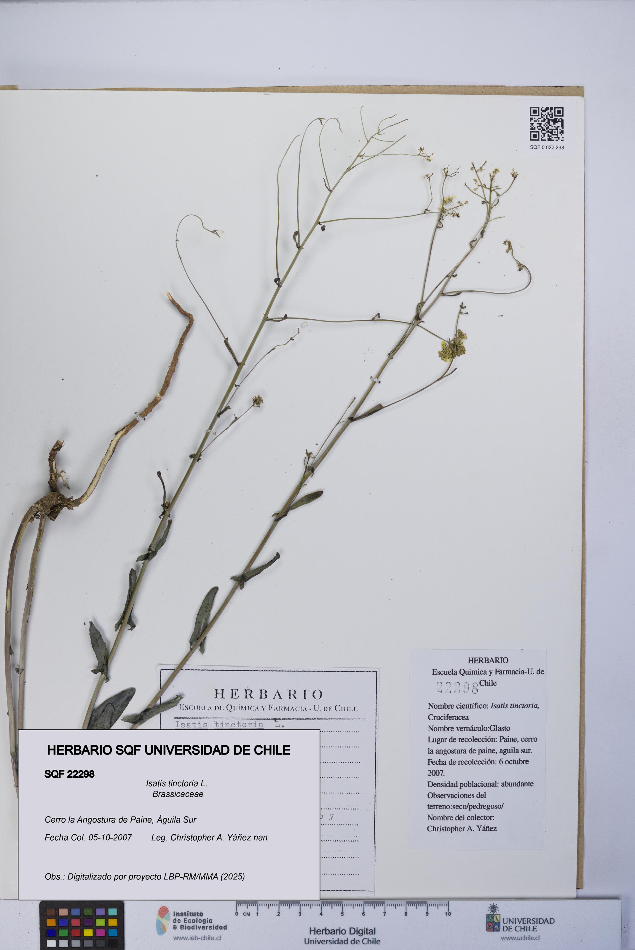 Isatis tinctoria [Espécimen: UCH:SQF:0022298]