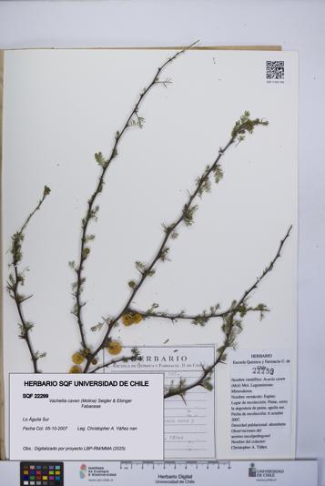 Vachellia caven [Espécimen: UCH:SQF:0022299]