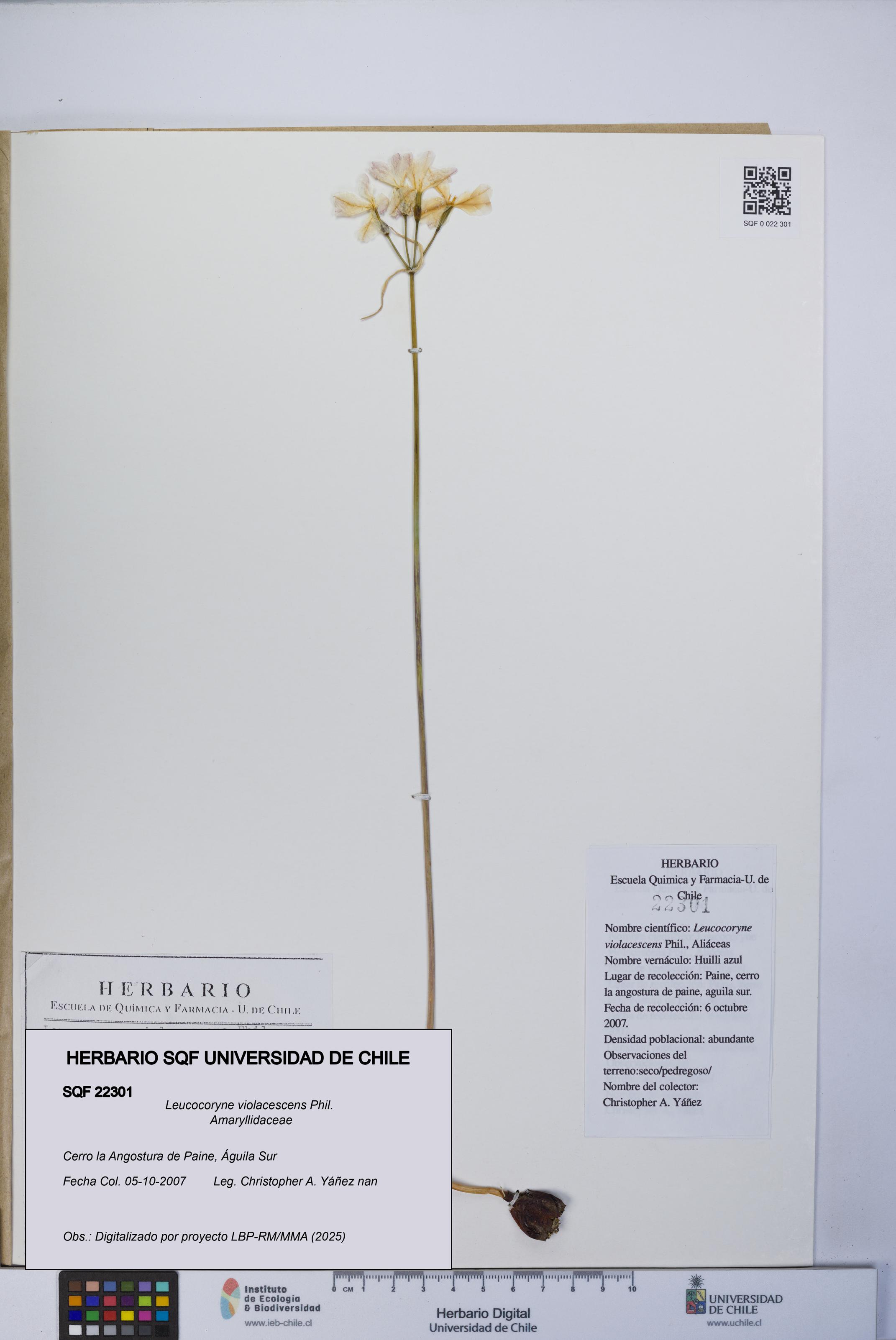 Leucocoryne violacescens [Espécimen: UCH:SQF:0022301]