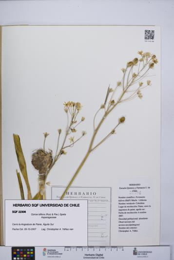 Oziroe biflora [Espécimen: UCH:SQF:0022306]