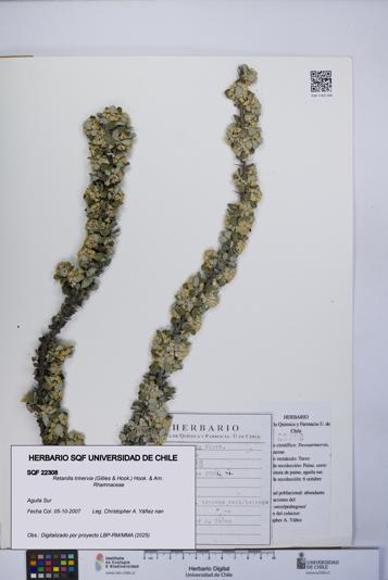 Retanilla trinervia [Espécimen: UCH:SQF:0022308]