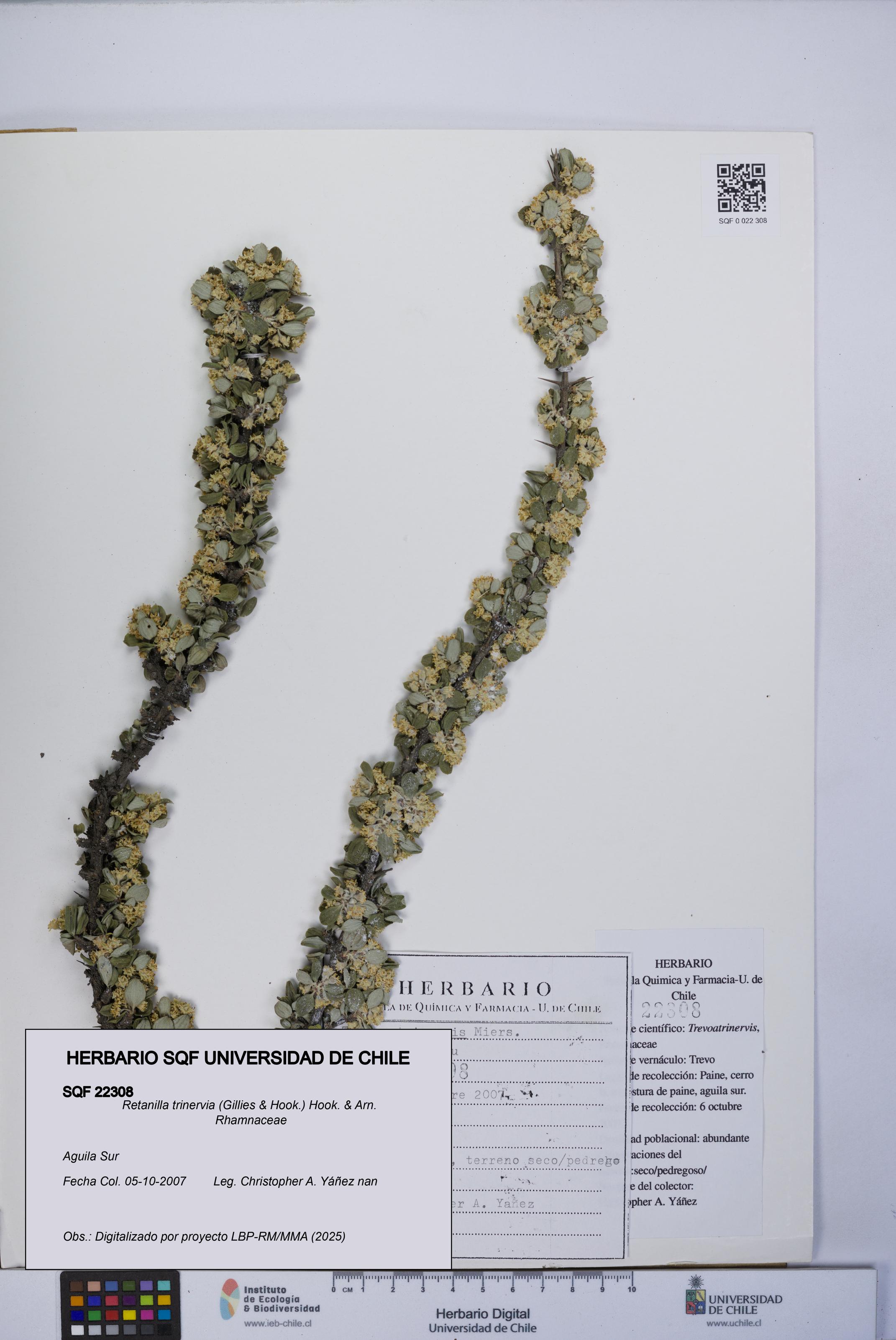 Retanilla trinervia [Espécimen: UCH:SQF:0022308]