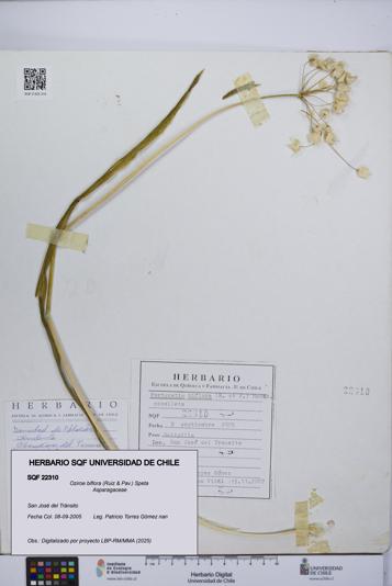 Oziroe biflora [Espécimen: UCH:SQF:0022310]