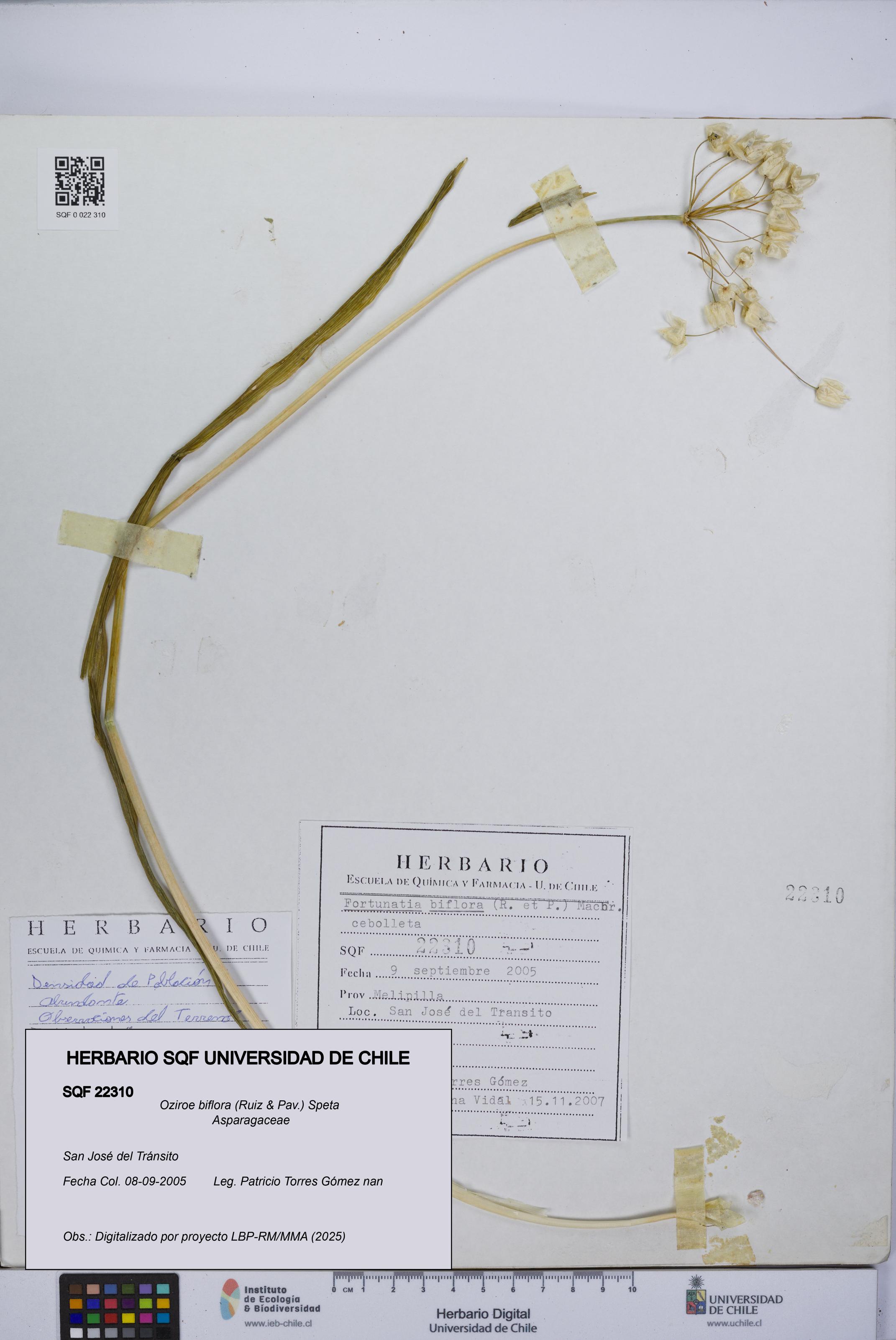 Oziroe biflora [Espécimen: UCH:SQF:0022310]