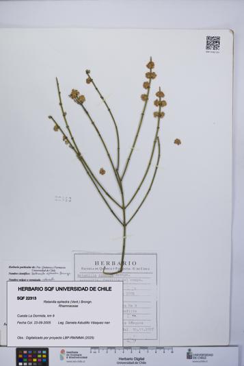 Retanilla ephedra [Espécimen: UCH:SQF:0022313]