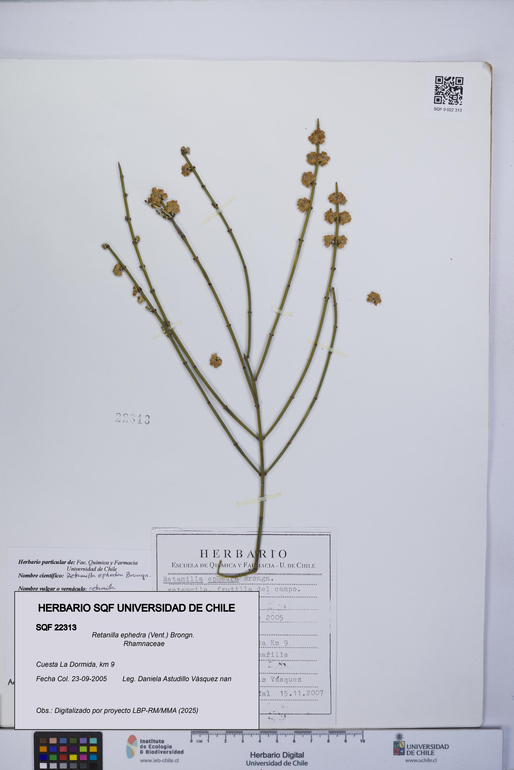 Retanilla ephedra [Espécimen: UCH:SQF:0022313]