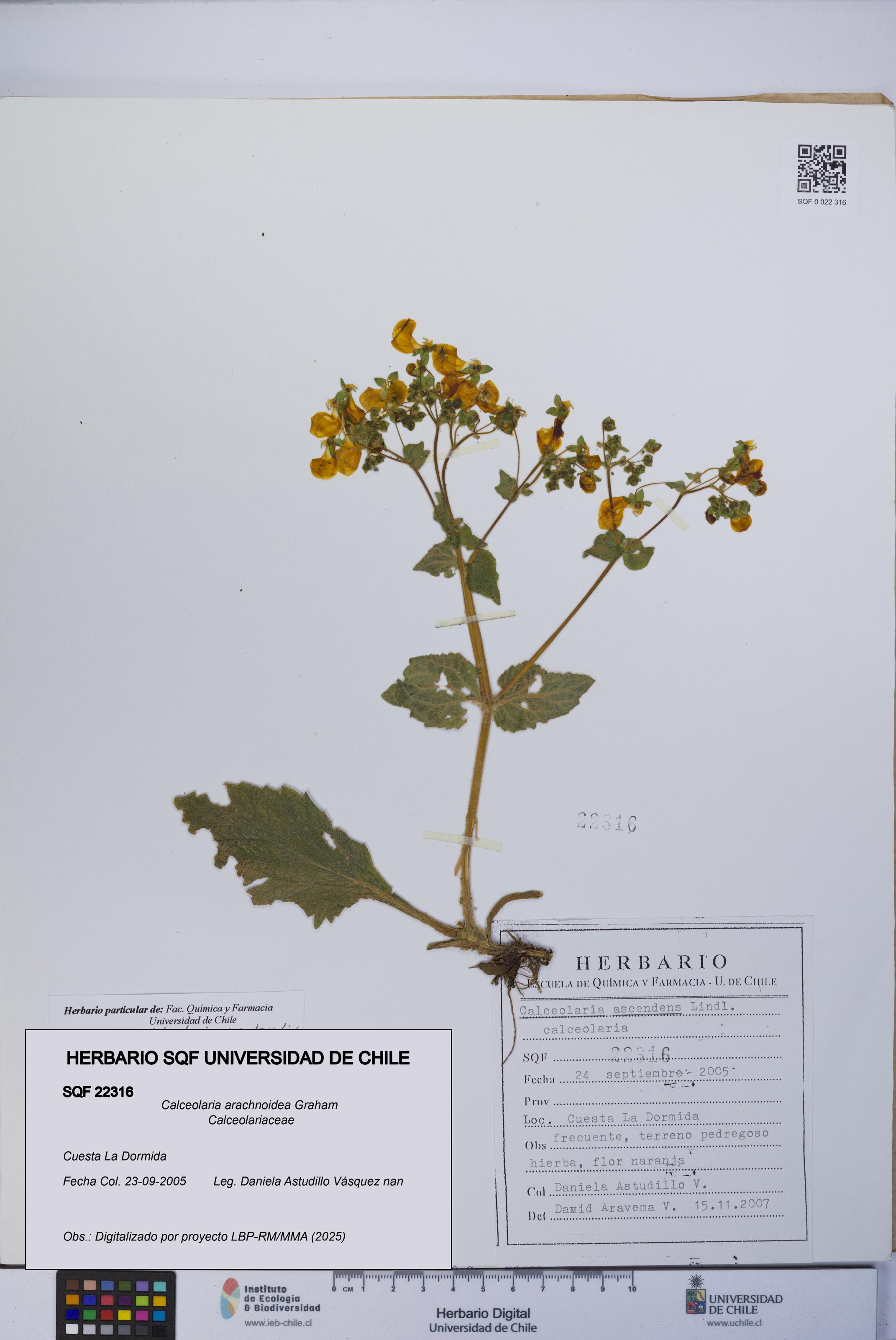 Calceolaria arachnoidea [Espécimen: UCH:SQF:0022316]