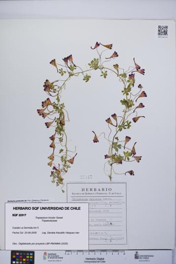 Tropaeolum tricolor [Espécimen: UCH:SQF:0022317]
