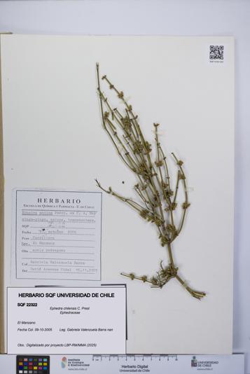 Ephedra chilensis [Espécimen: UCH:SQF:0022322]