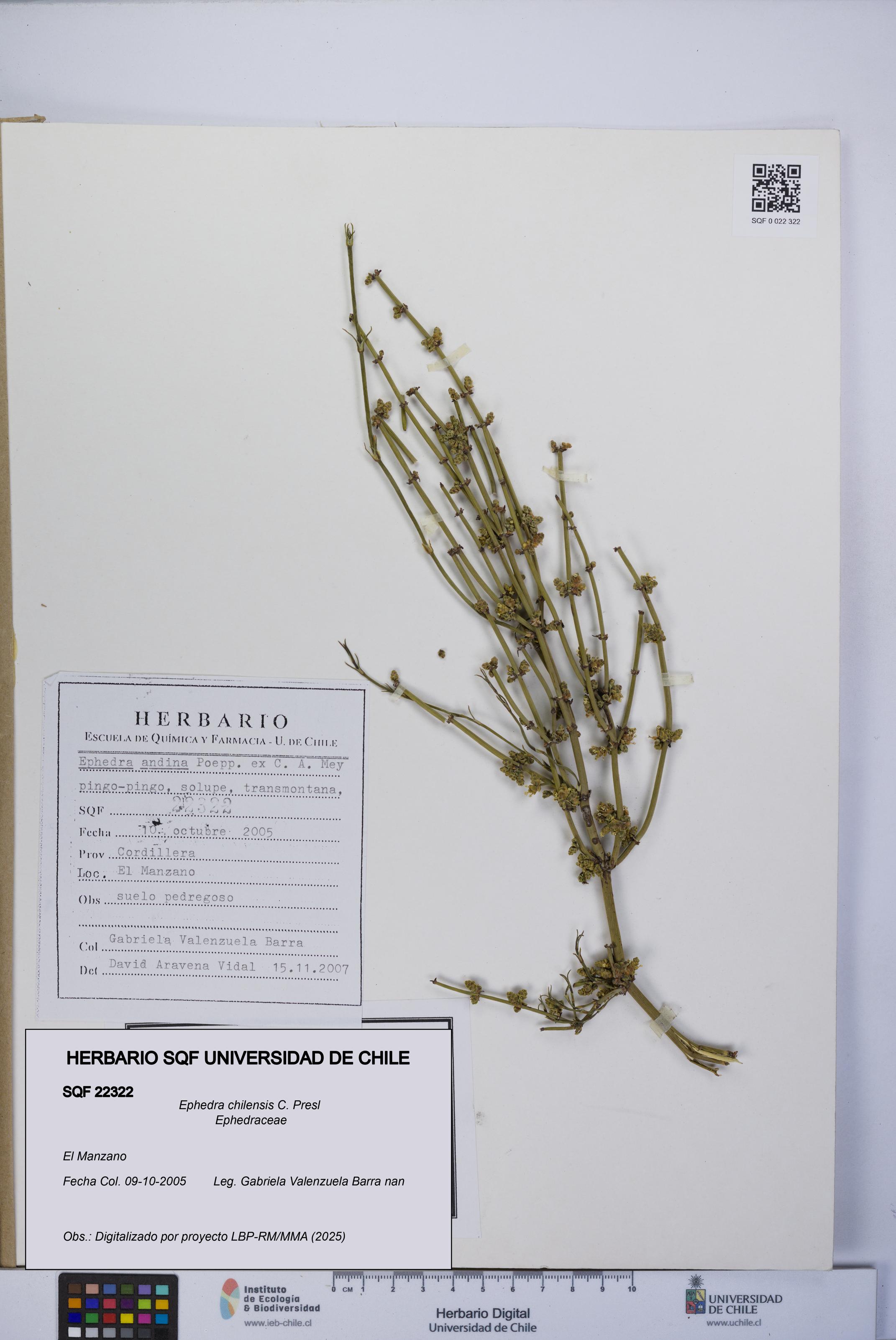 Ephedra chilensis [Espécimen: UCH:SQF:0022322]