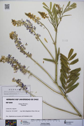 Galega officinalis [Espécimen: UCH:SQF:0022323]