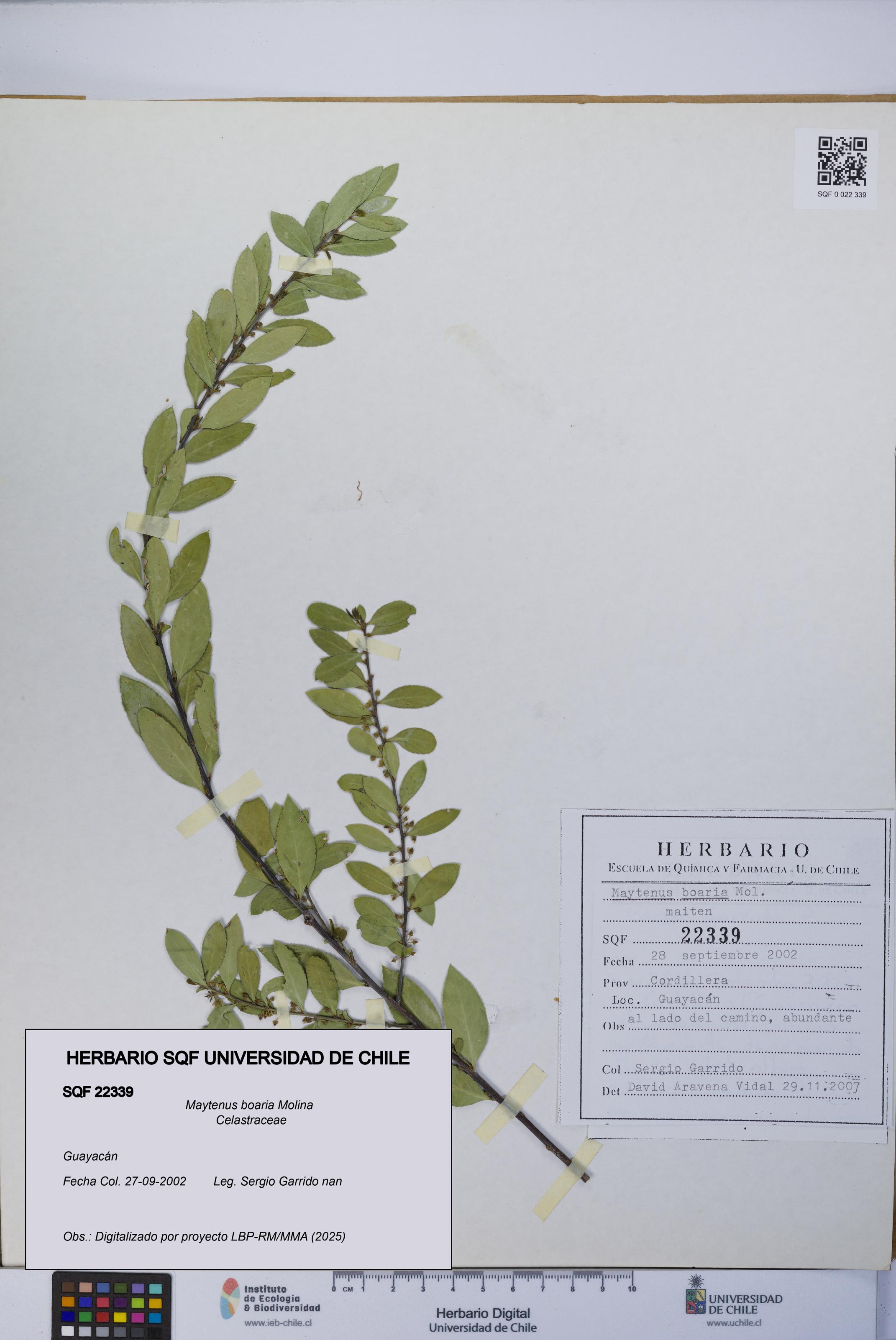 Maytenus boaria [Espécimen: UCH:SQF:0022339]