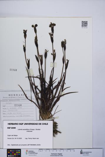 Libertia sessiliflora [Espécimen: UCH:SQF:0022346]