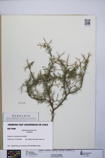 Adesmia aegiceras [Espécimen: UCH:SQF:0022369]