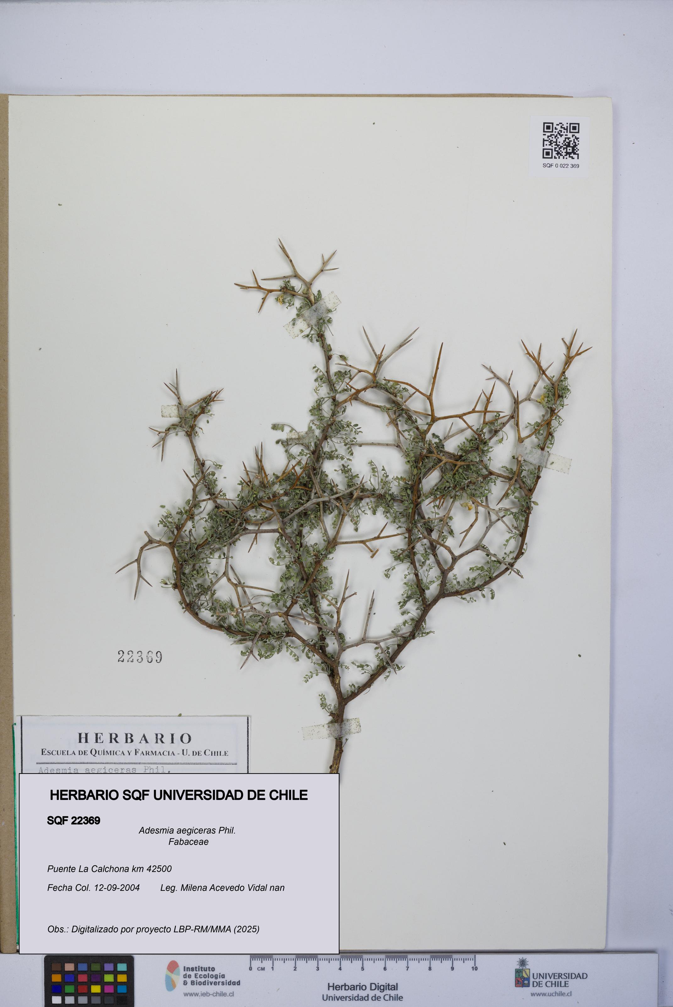 Adesmia aegiceras [Espécimen: UCH:SQF:0022369]