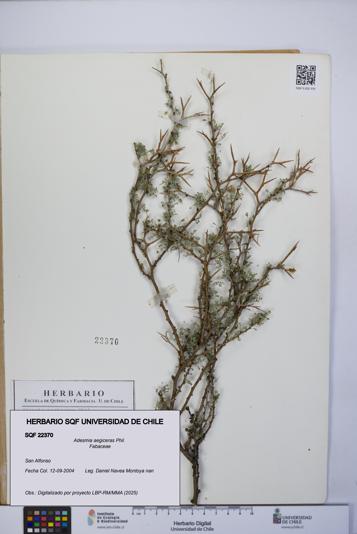 Adesmia aegiceras [Espécimen: UCH:SQF:0022370]