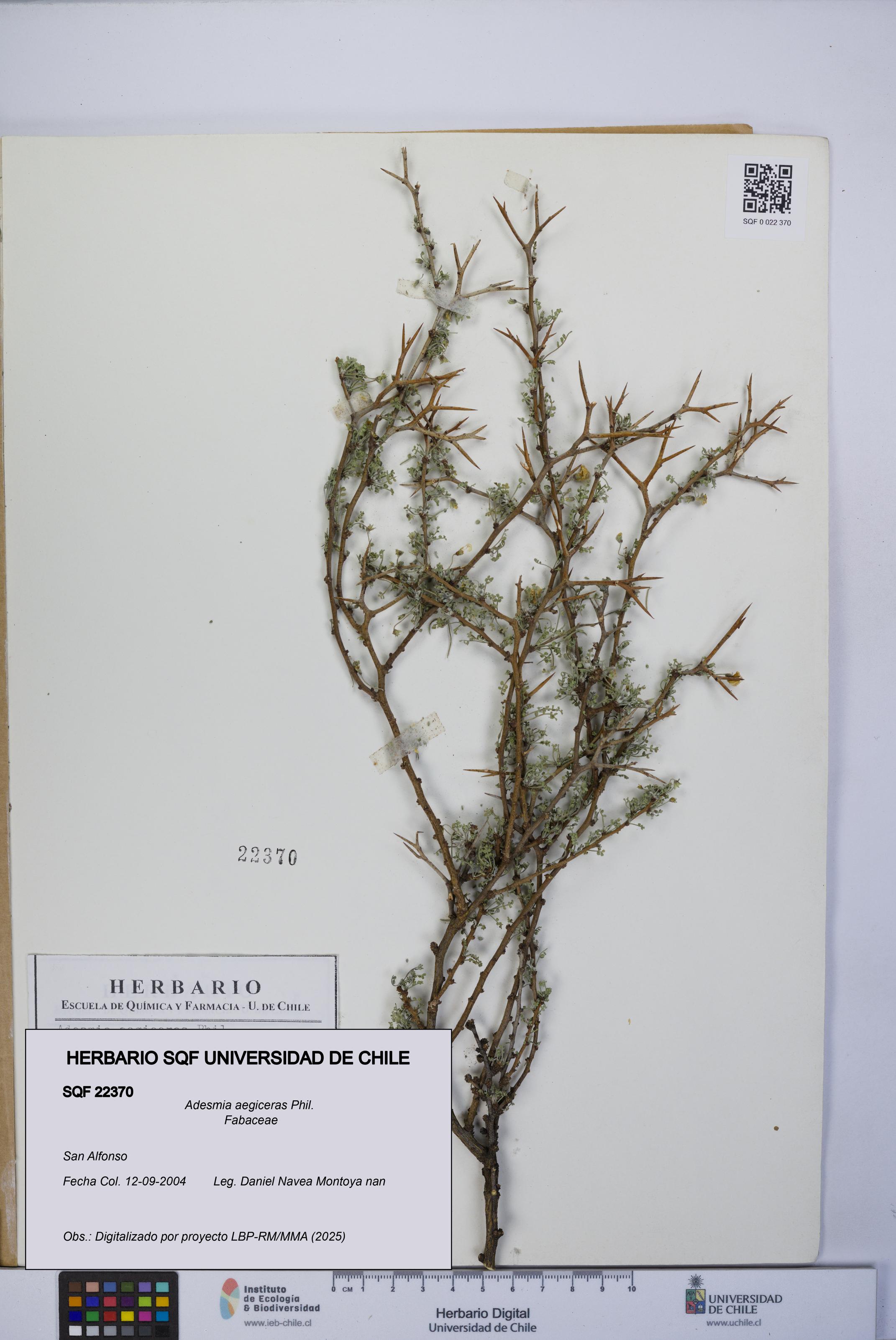 Adesmia aegiceras [Espécimen: UCH:SQF:0022370]