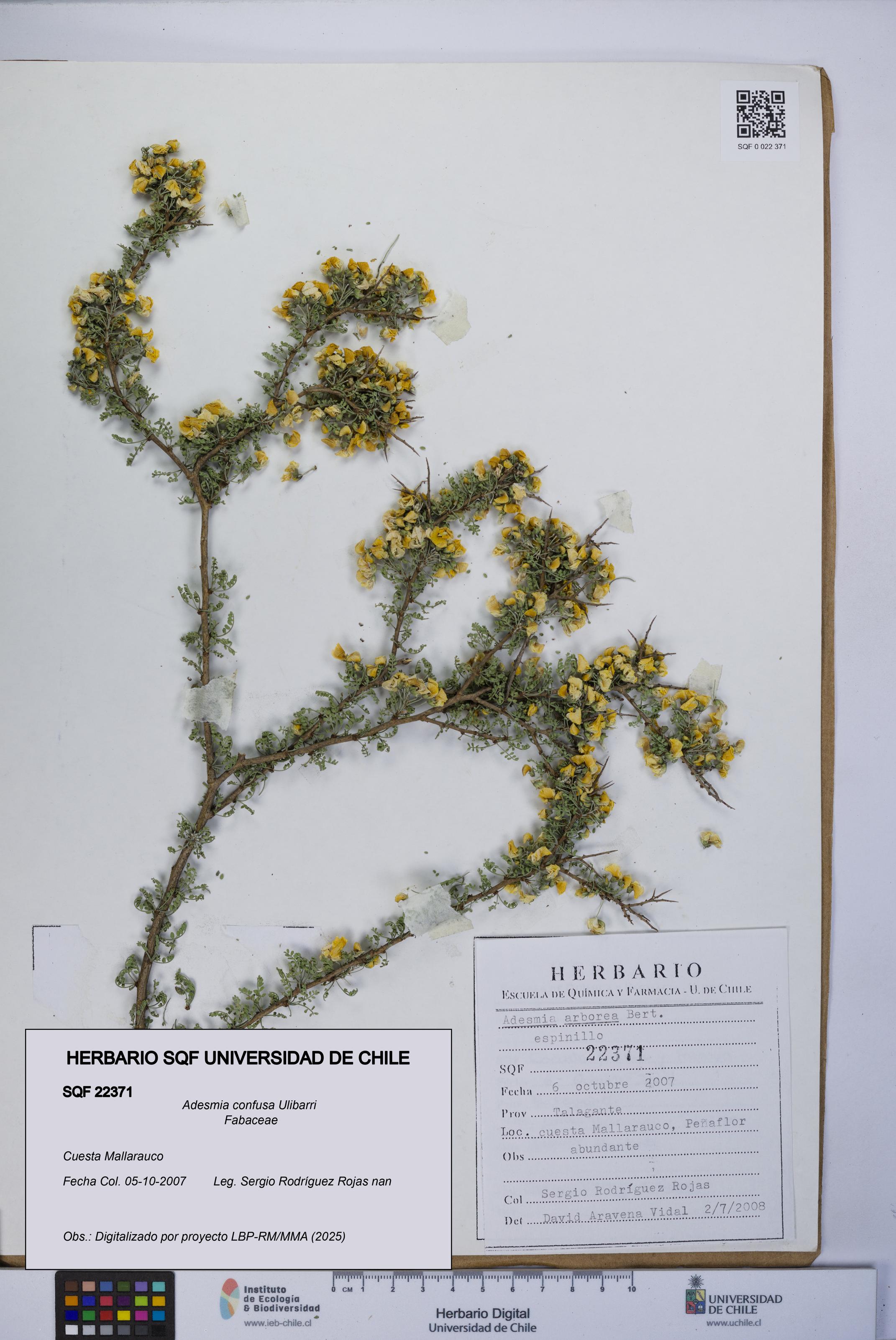 Adesmia confusa [Espécimen: UCH:SQF:0022371]