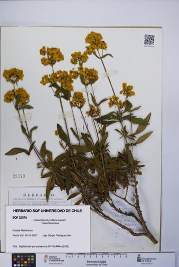 Calceolaria thyrsiflora [Espécimen: UCH:SQF:0022373]