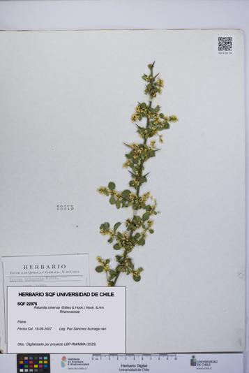 Retanilla trinervia [Espécimen: UCH:SQF:0022375]