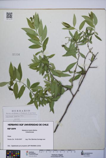 Maytenus boaria [Espécimen: UCH:SQF:0022376]