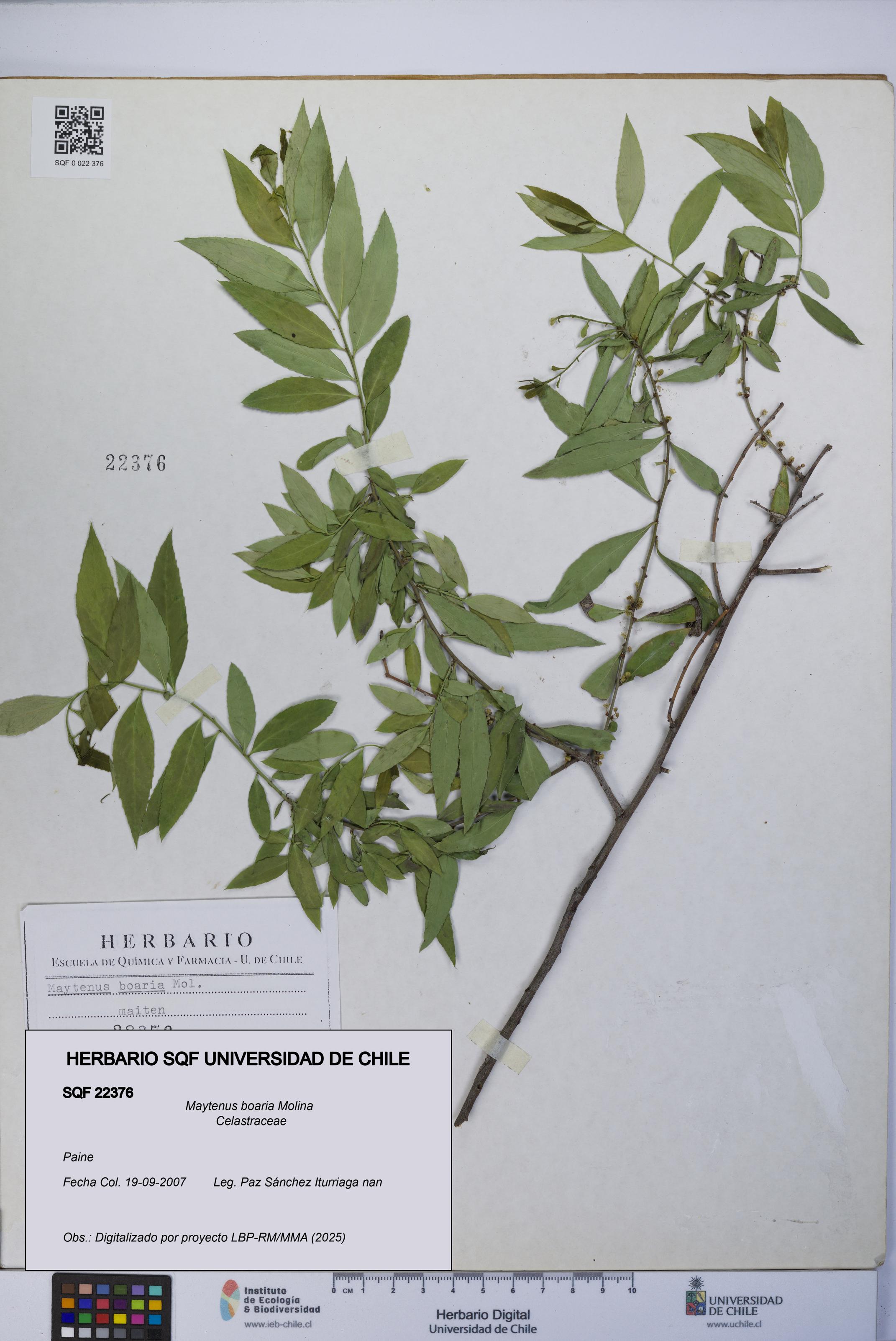 Maytenus boaria [Espécimen: UCH:SQF:0022376]