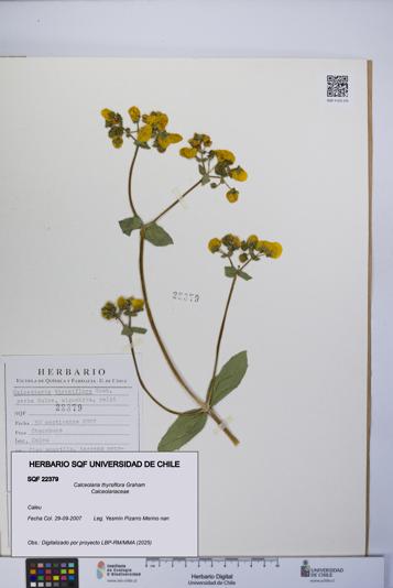 Calceolaria thyrsiflora [Espécimen: UCH:SQF:0022379]