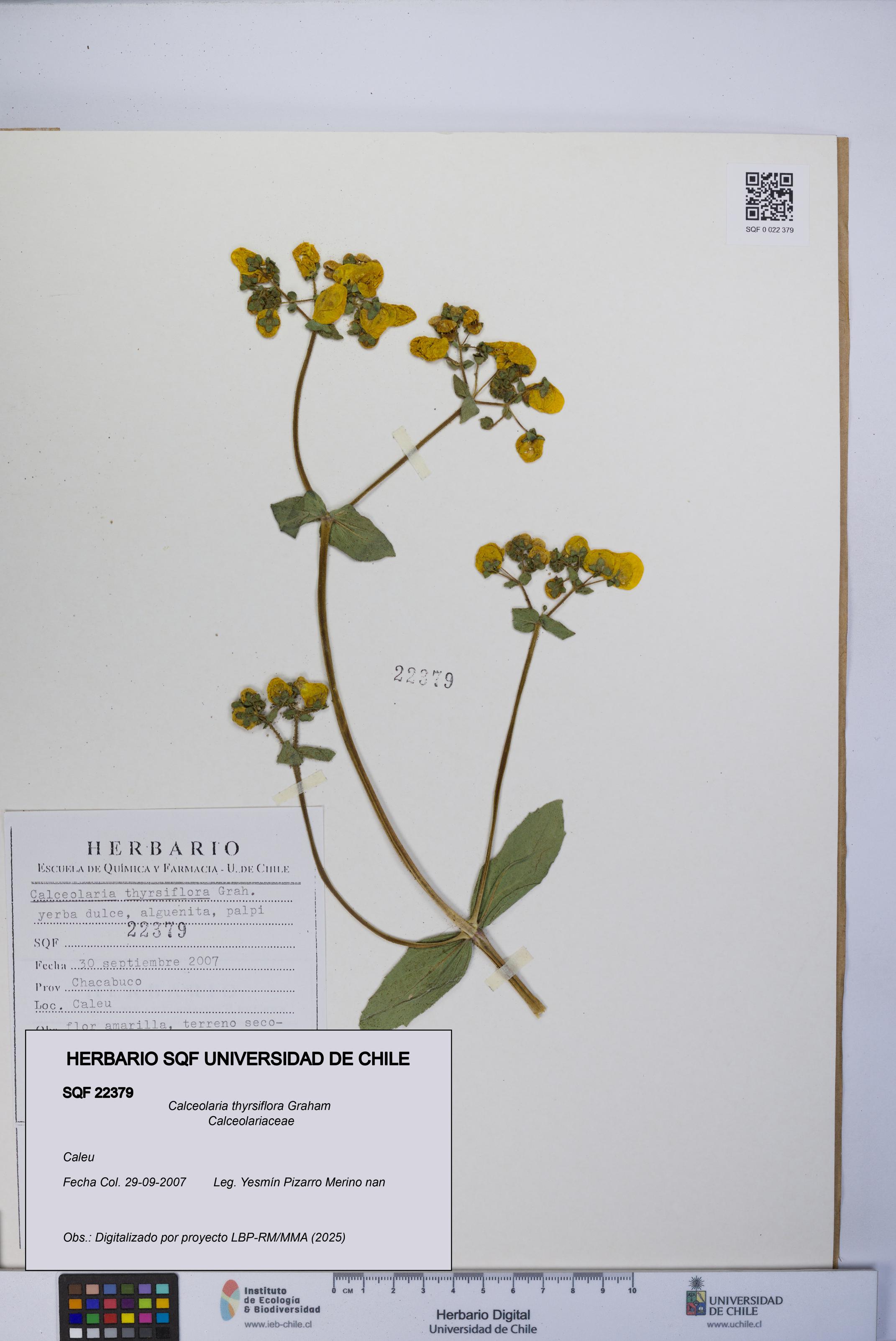 Calceolaria thyrsiflora [Espécimen: UCH:SQF:0022379]
