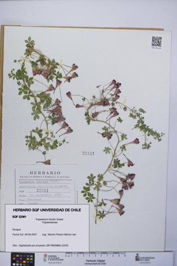 Tropaeolum tricolor [Espécimen: UCH:SQF:0022381]