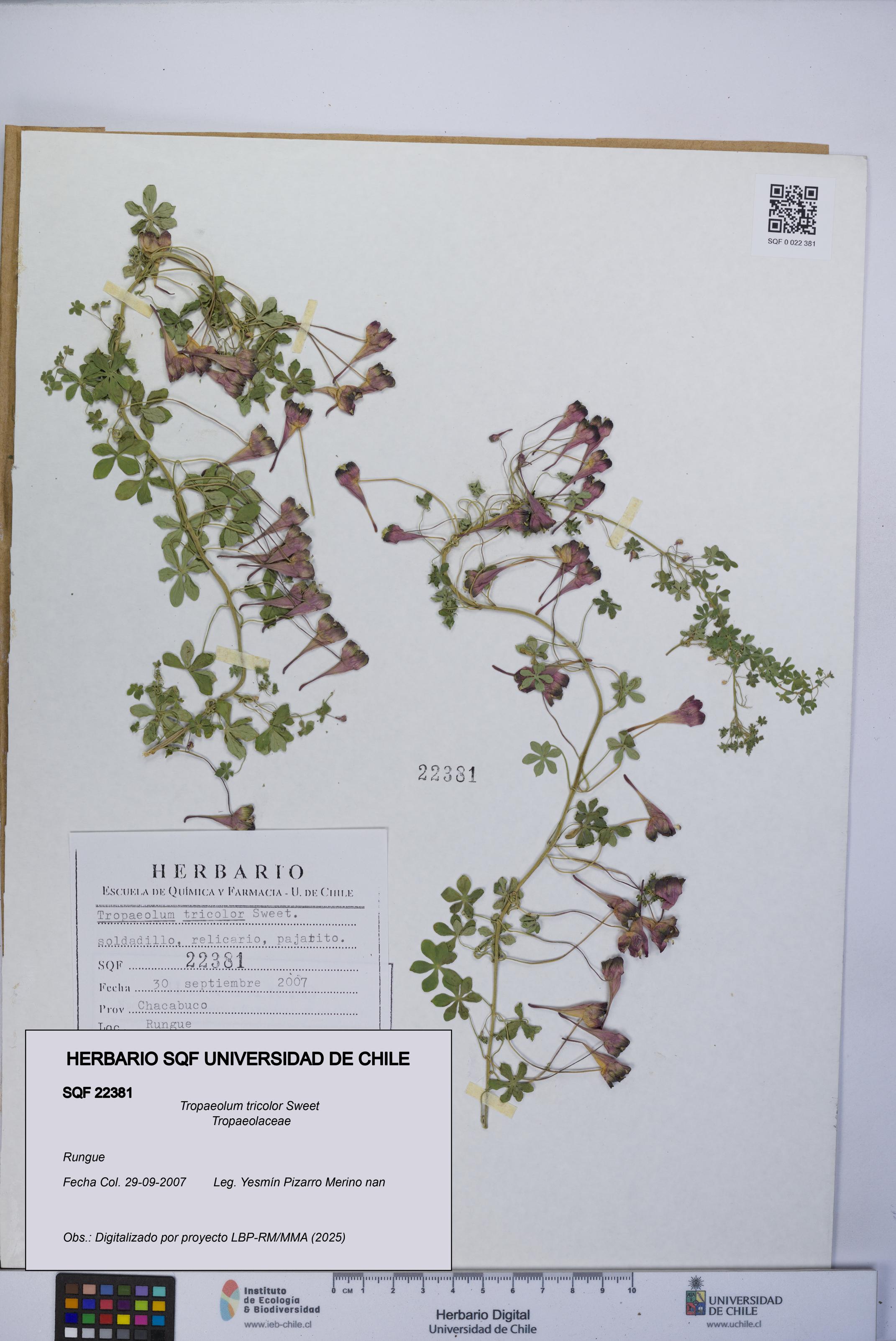 Tropaeolum tricolor [Espécimen: UCH:SQF:0022381]