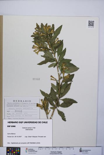Cestrum parqui [Espécimen: UCH:SQF:0022382]