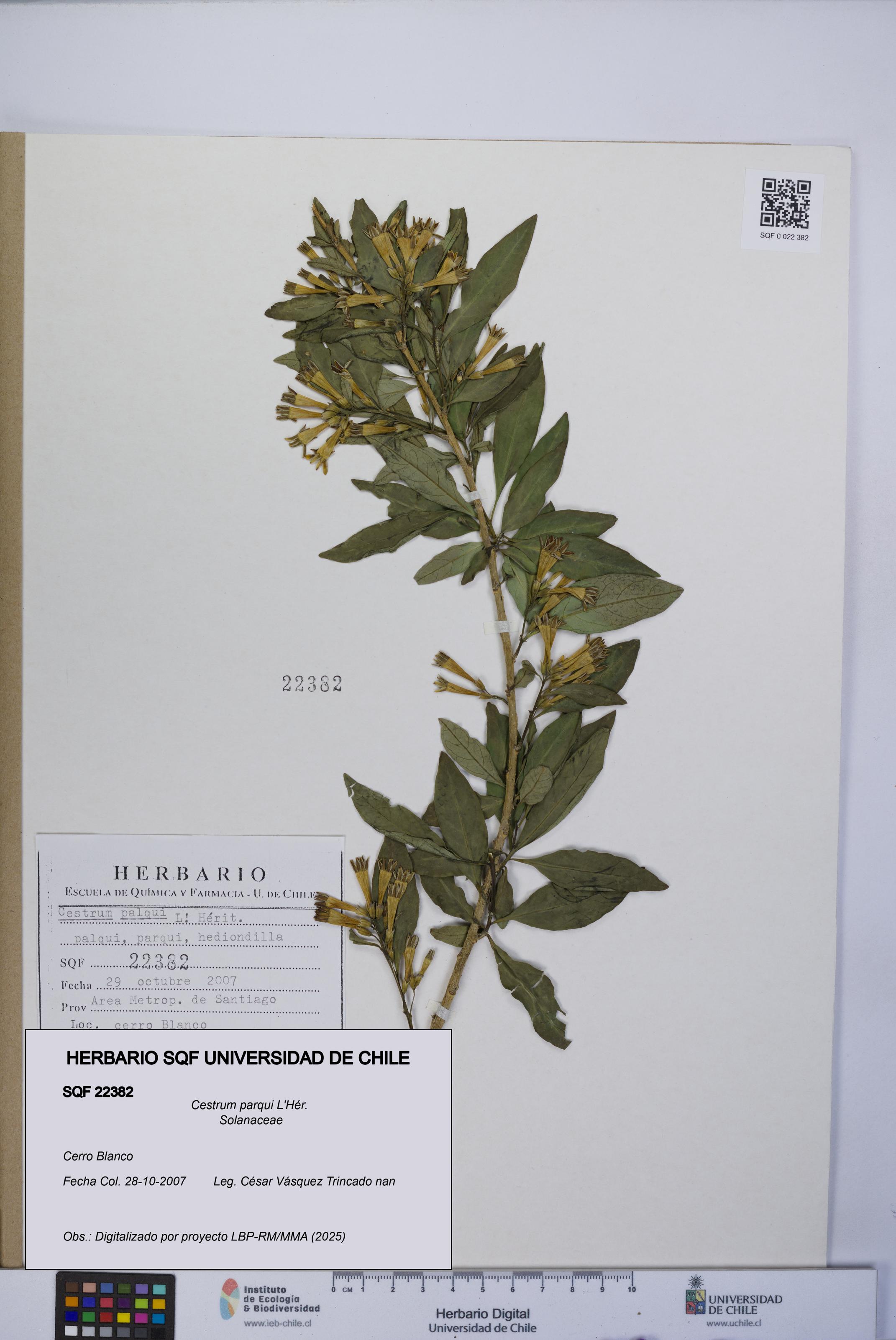 Cestrum parqui [Espécimen: UCH:SQF:0022382]