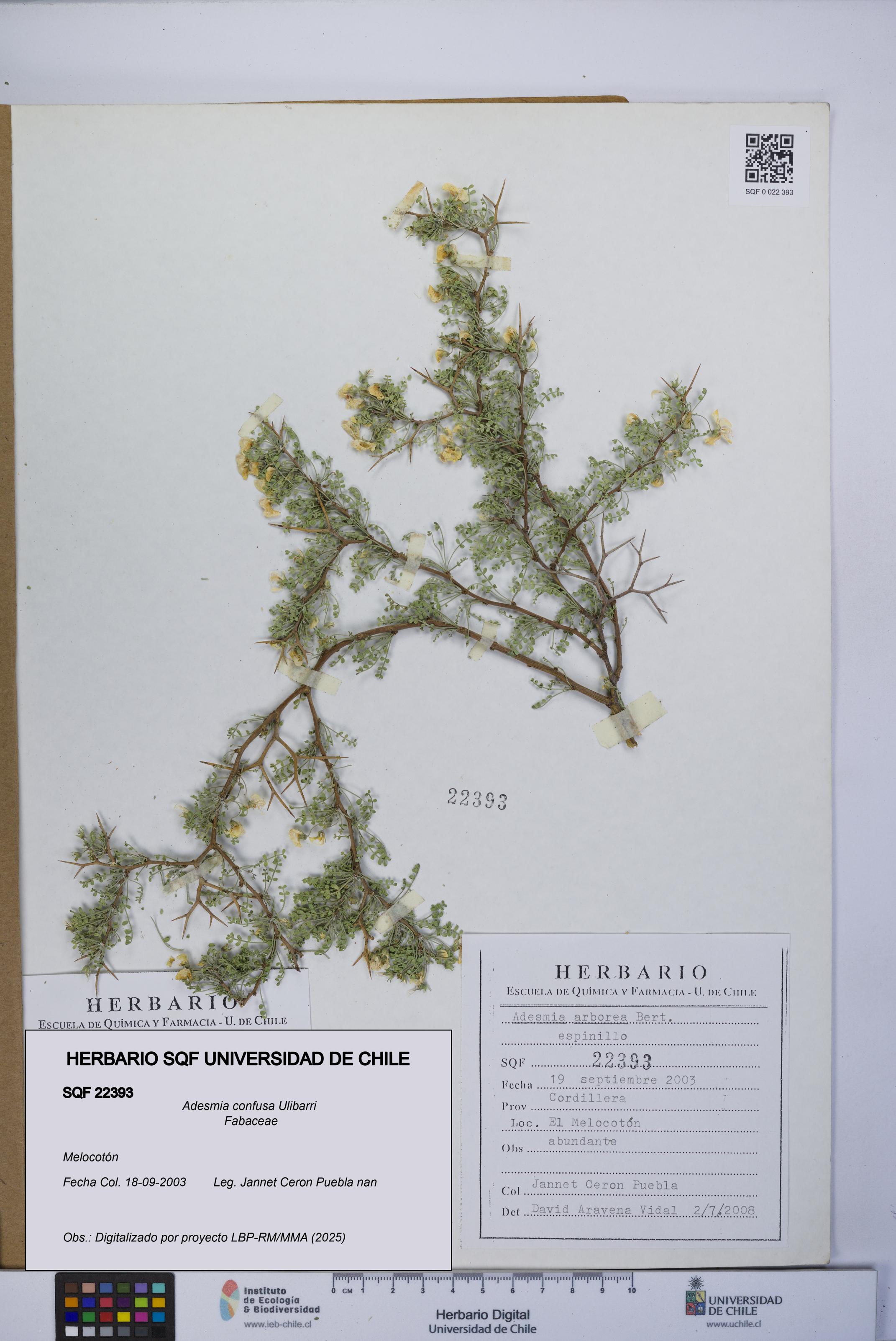 Adesmia confusa [Espécimen: UCH:SQF:0022393]