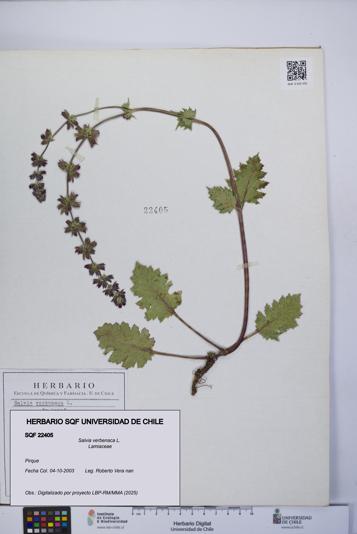 Salvia verbenaca [Espécimen: UCH:SQF:0022405]