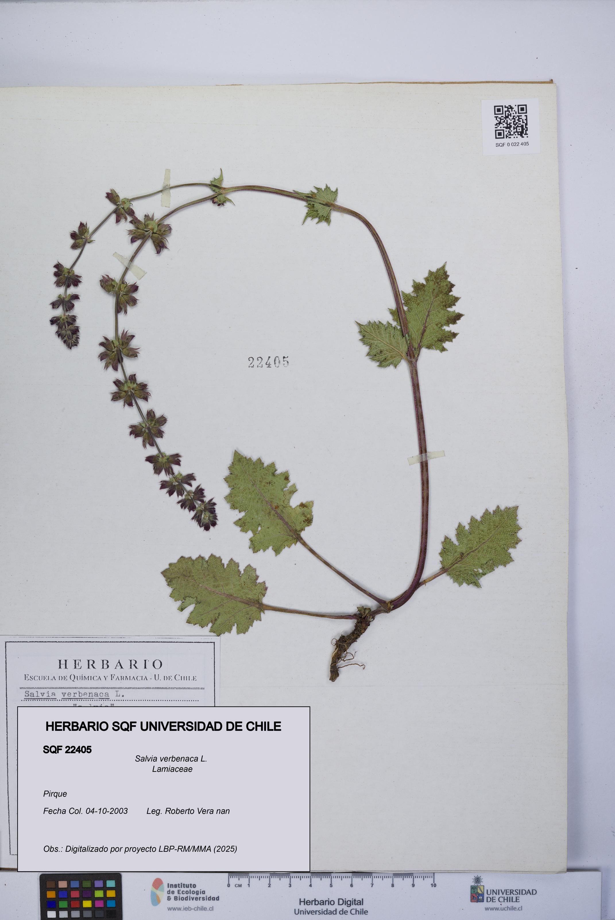 Salvia verbenaca [Espécimen: UCH:SQF:0022405]