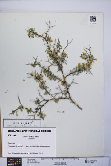 Adesmia confusa [Espécimen: UCH:SQF:0022406]