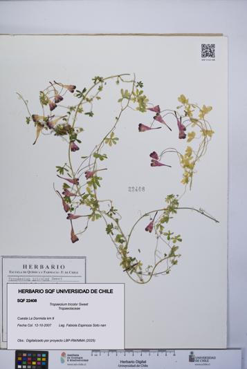 Tropaeolum tricolor [Espécimen: UCH:SQF:0022408]