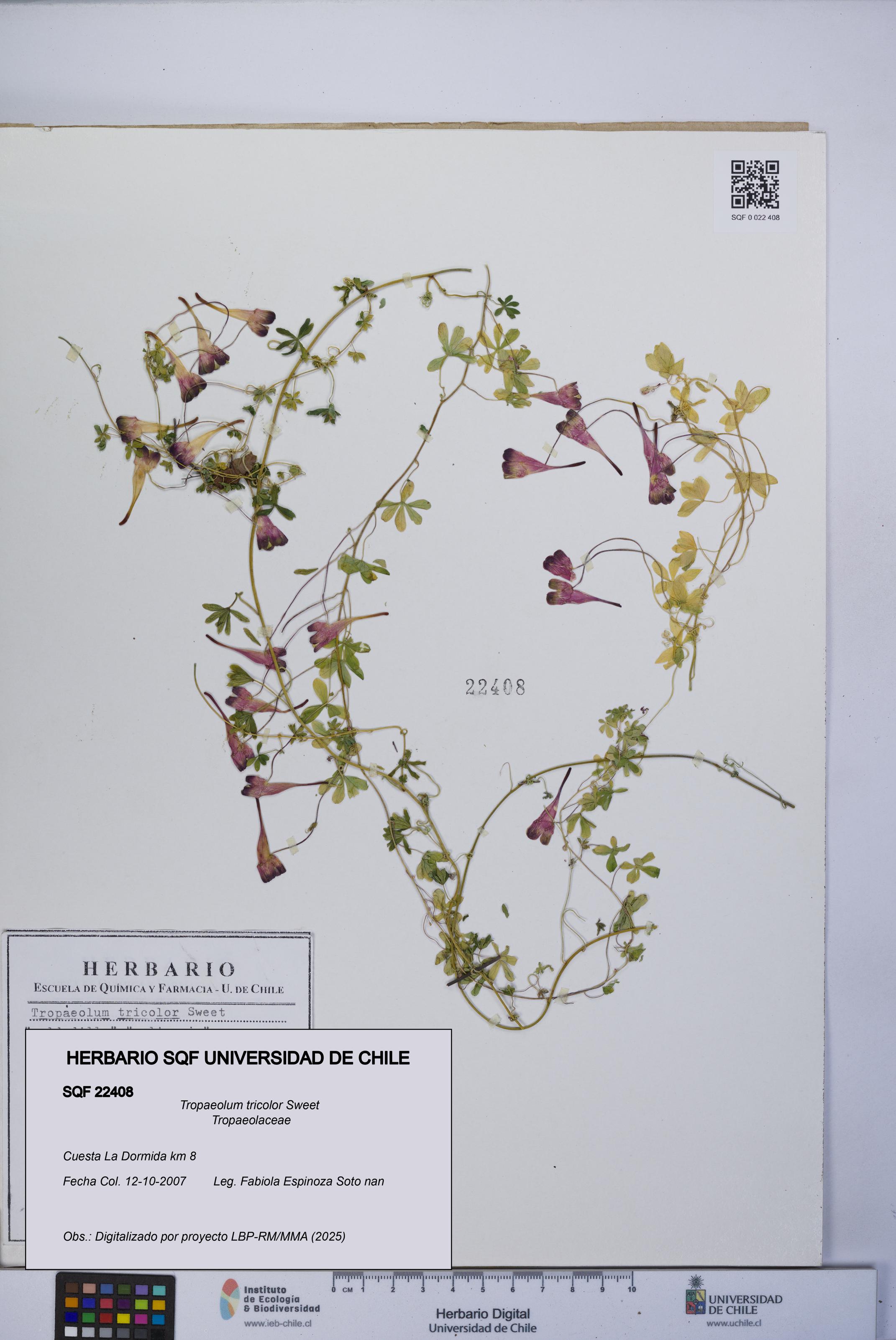 Tropaeolum tricolor [Espécimen: UCH:SQF:0022408]