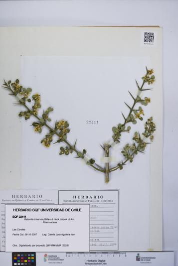 Retanilla trinervia [Espécimen: UCH:SQF:0022411]