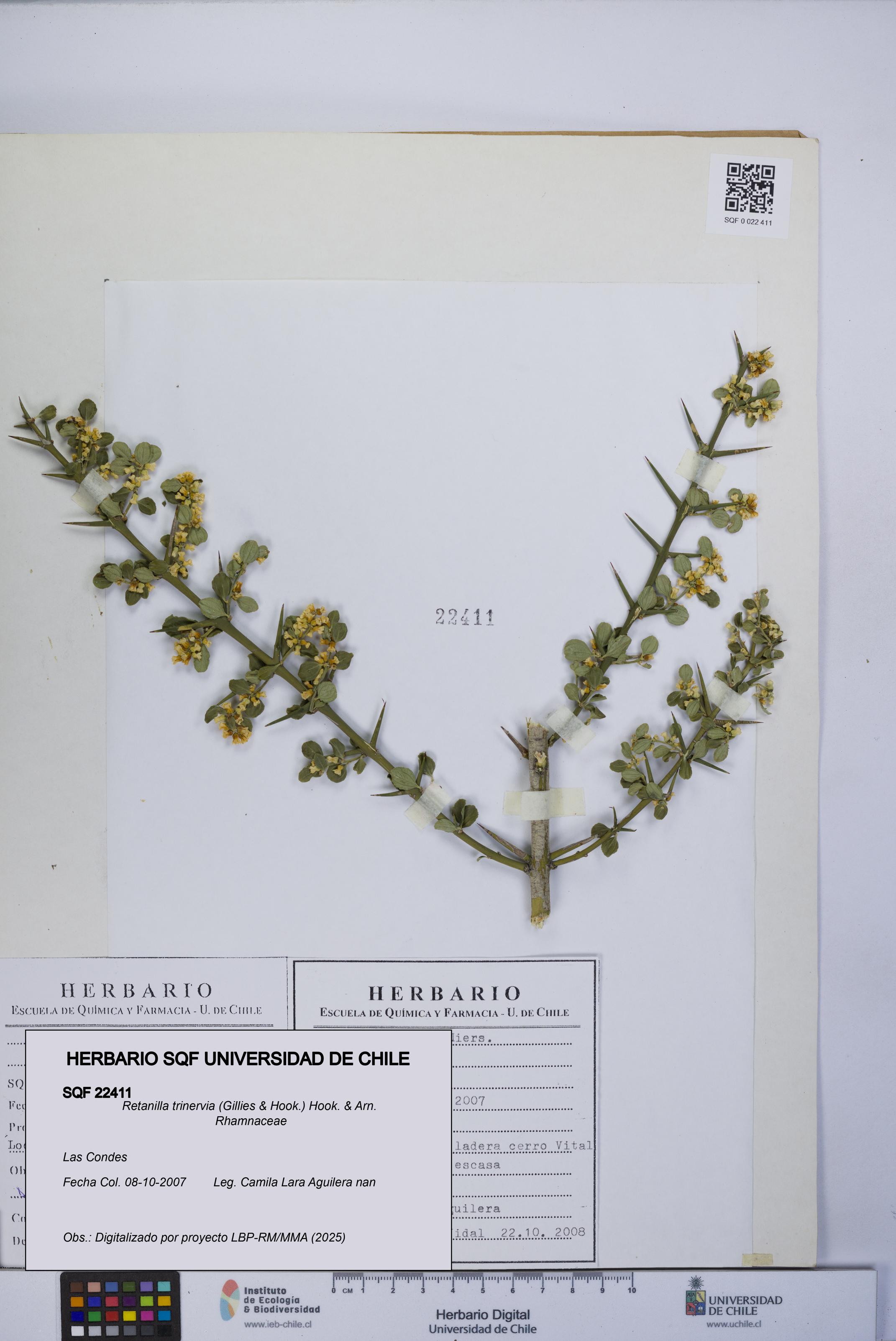 Retanilla trinervia [Espécimen: UCH:SQF:0022411]