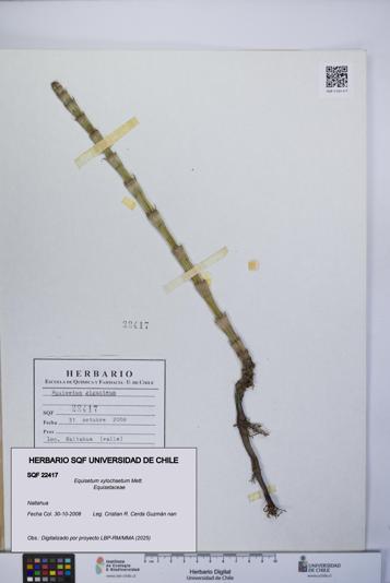 Equisetum xylochaetum [Espécimen: UCH:SQF:0022417]